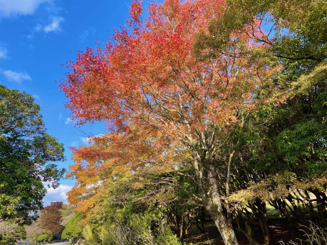 県立恩賜箱根公園（紅葉編）